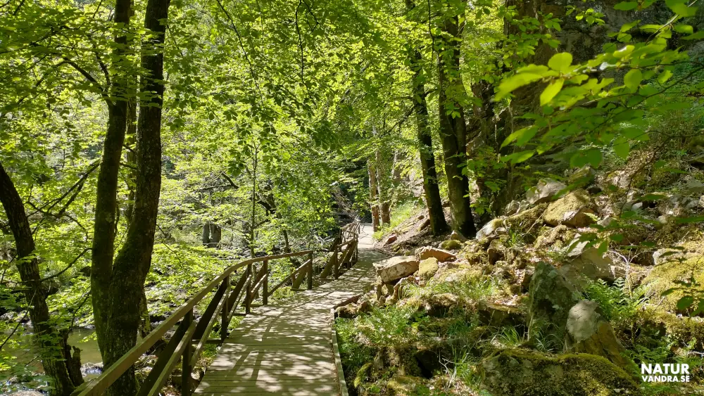 Spång längs Skärdammen Söderåsens nationalpark