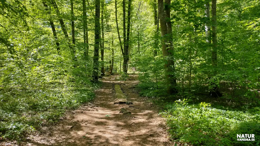 Spång längs Hjortsprångsrundan Söderåsens nationalpark Skåne