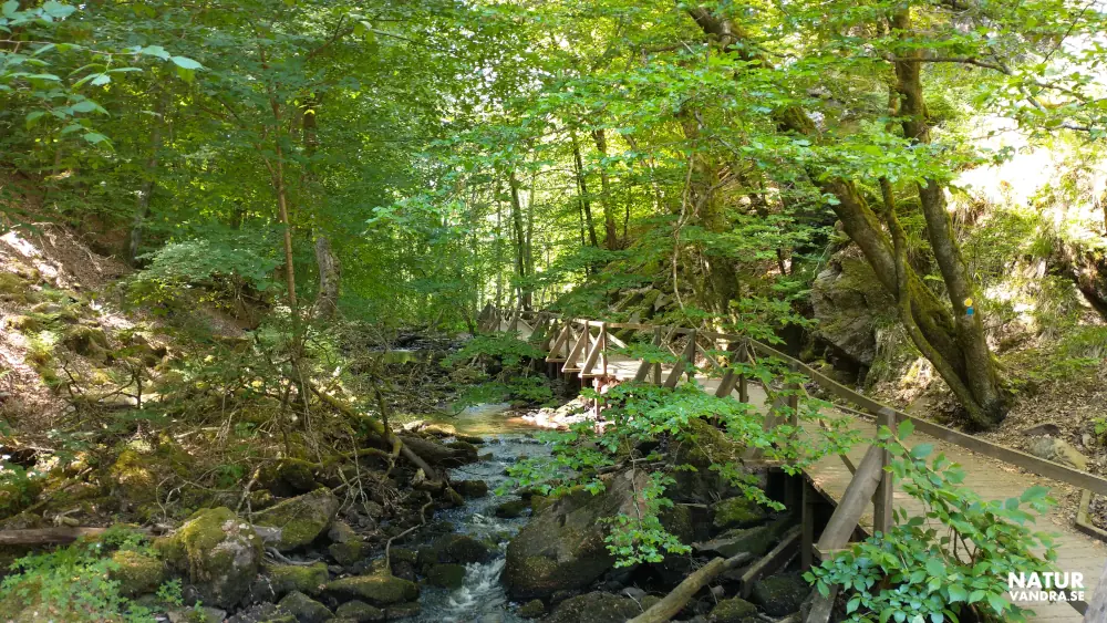 Spång längs Skärdammen Söderåsens nationalpark