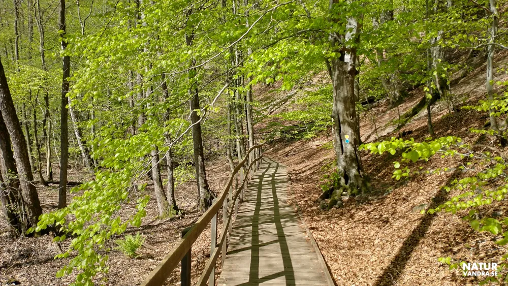 Vandring längs spänger Söderåsens nationalpark Skåne