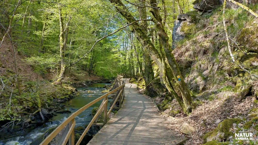 Vandring längs spänger Söderåsens nationalpark Skåne