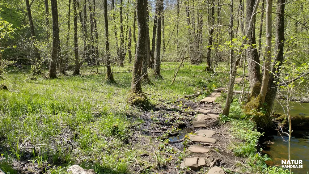 Vandring längs smala spänger Söderåsens nationalpark Skåne