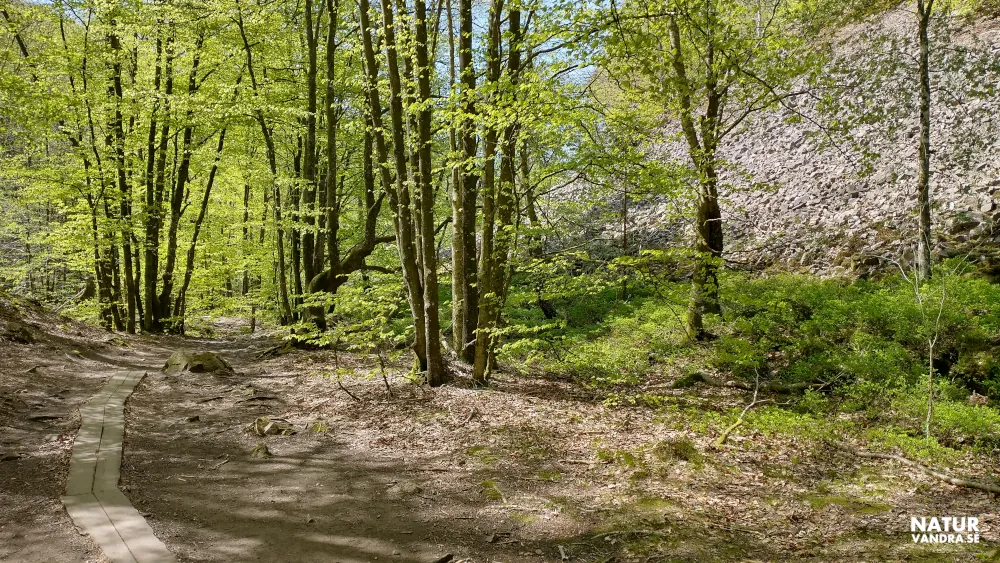 Vandring längs smala spänger Söderåsens nationalpark Skåne