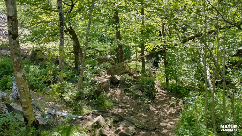 Svår terräng längs Hjortsprongsrundan Söderåsens nationalpark Skåne