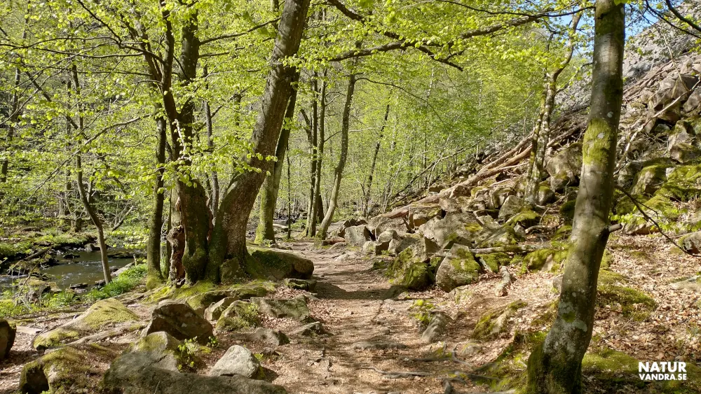 Stenig led längs rasbranter Söderåsens nationalpark Skåne