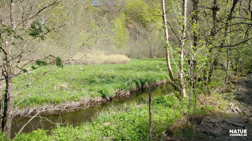 Vandring längs stenig led Söderåsens nationalpark Skåne