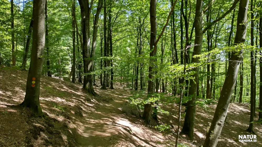 Stig genom bokskog Söderåsens nationalpark