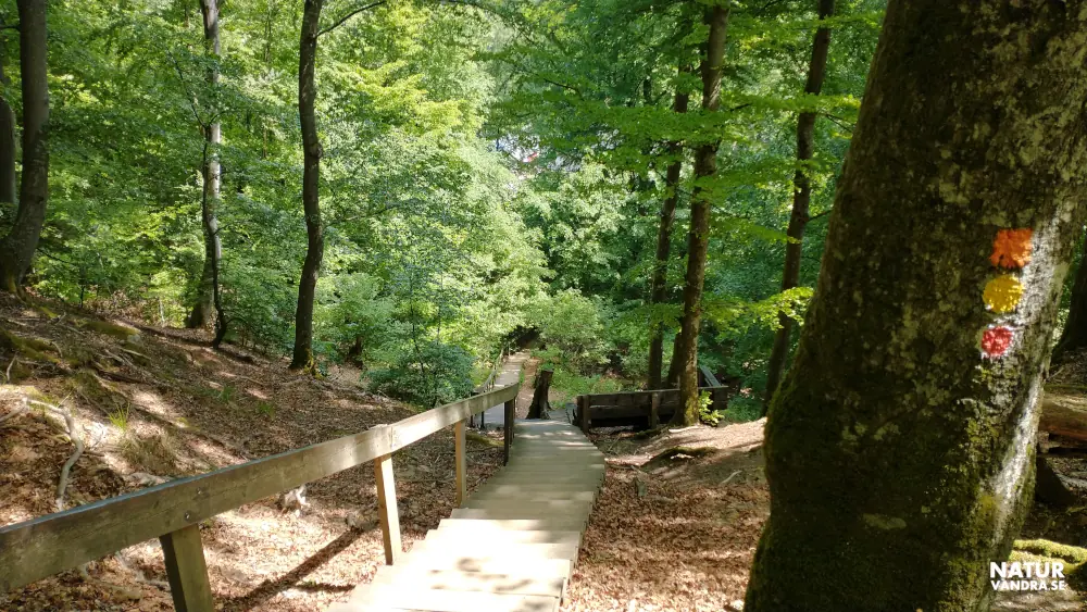Trappor längs Kopparhattsrundan Söderåsens nationalpark
