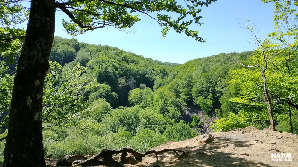 Utsiktplats Lierna längs Hjortsprongsrundan Söderåsens nationalpark Skåne
