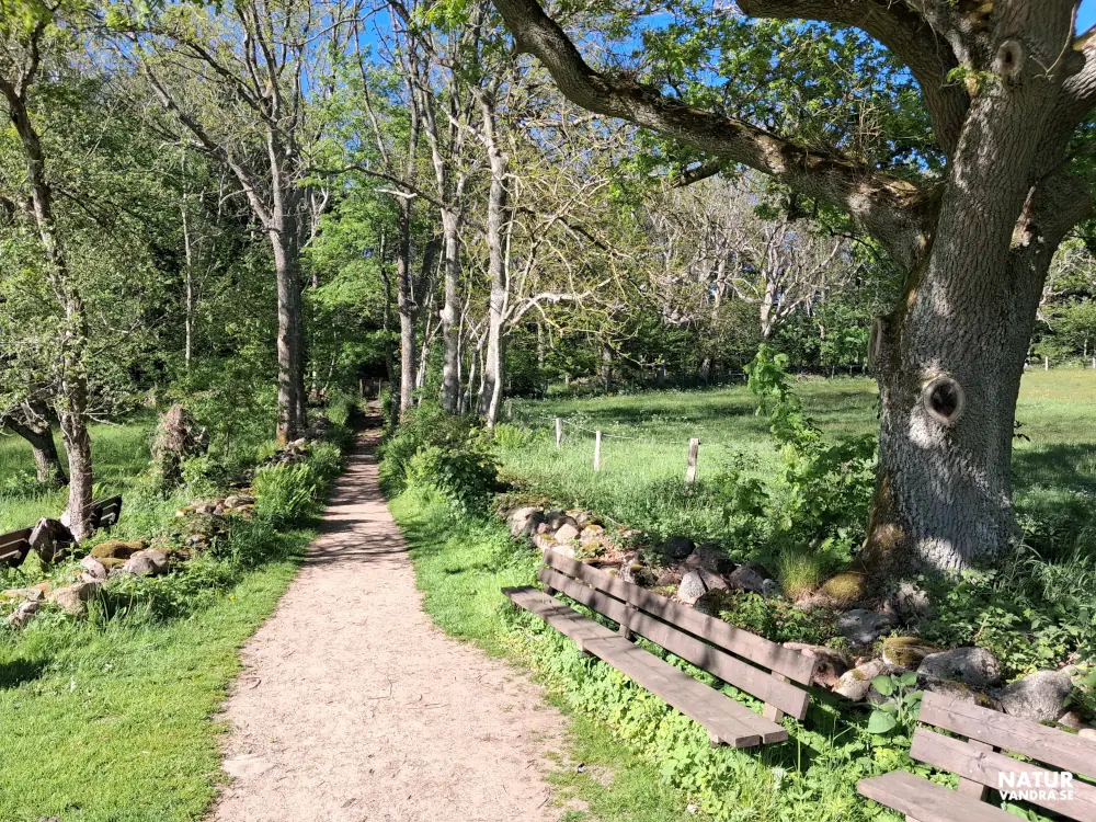 Gammal ek vid Himmelstorpsgården Kullaberg