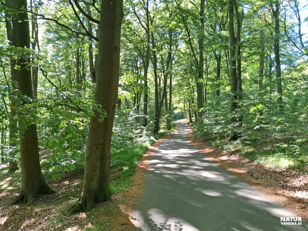 Mysig bilväg genom bokskog till Himmelstorpsgården Kullaberg