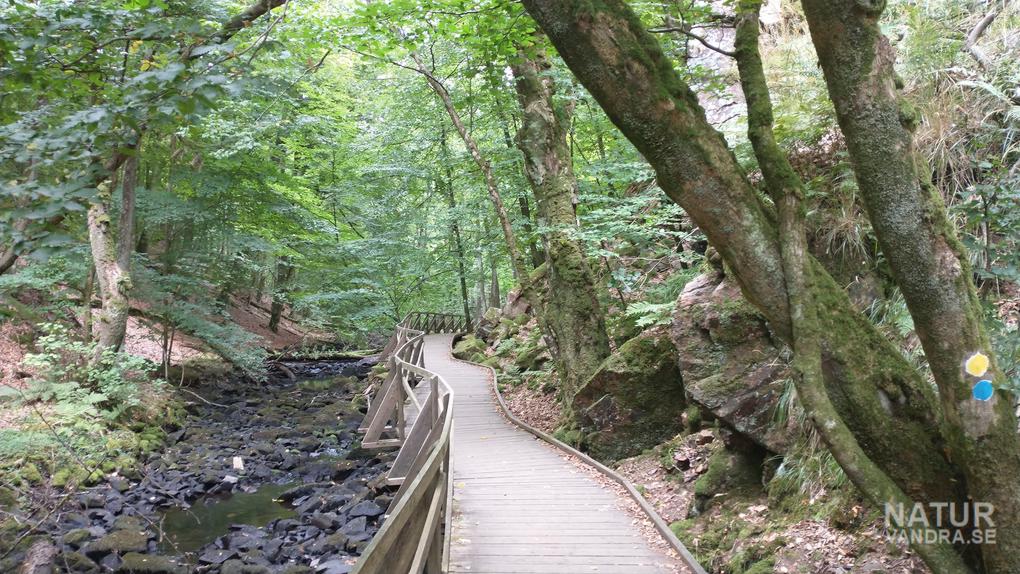 Ramp Kopparhattsrundan Söderåsens nationalpark i Skåne