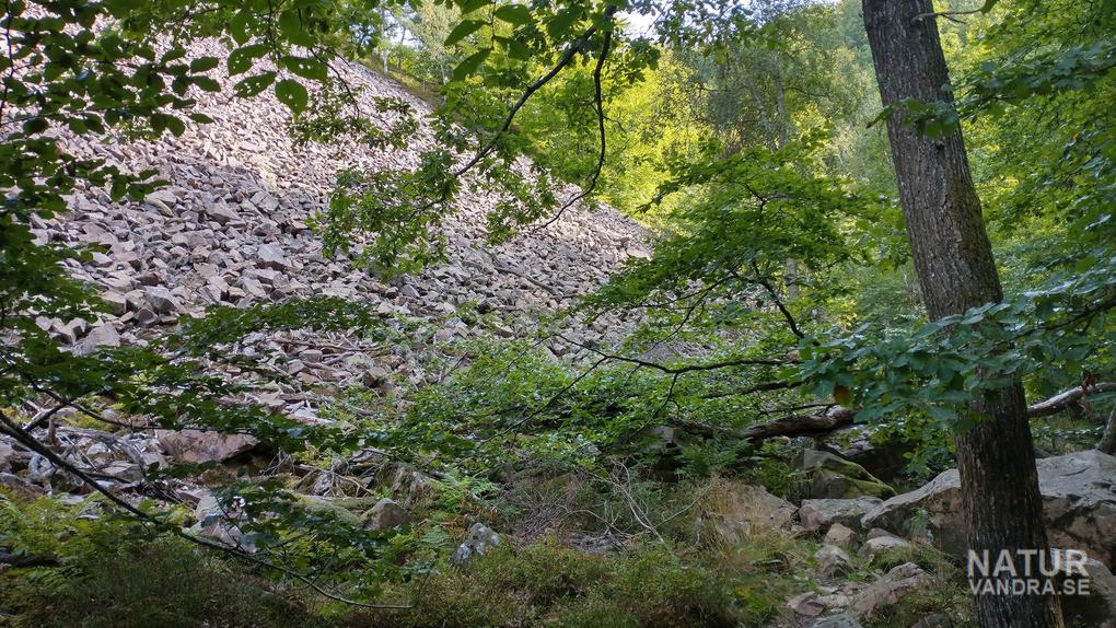 Rasbrant längs Hjortsprangsrundan Söderåsens nationalpark i Skåne