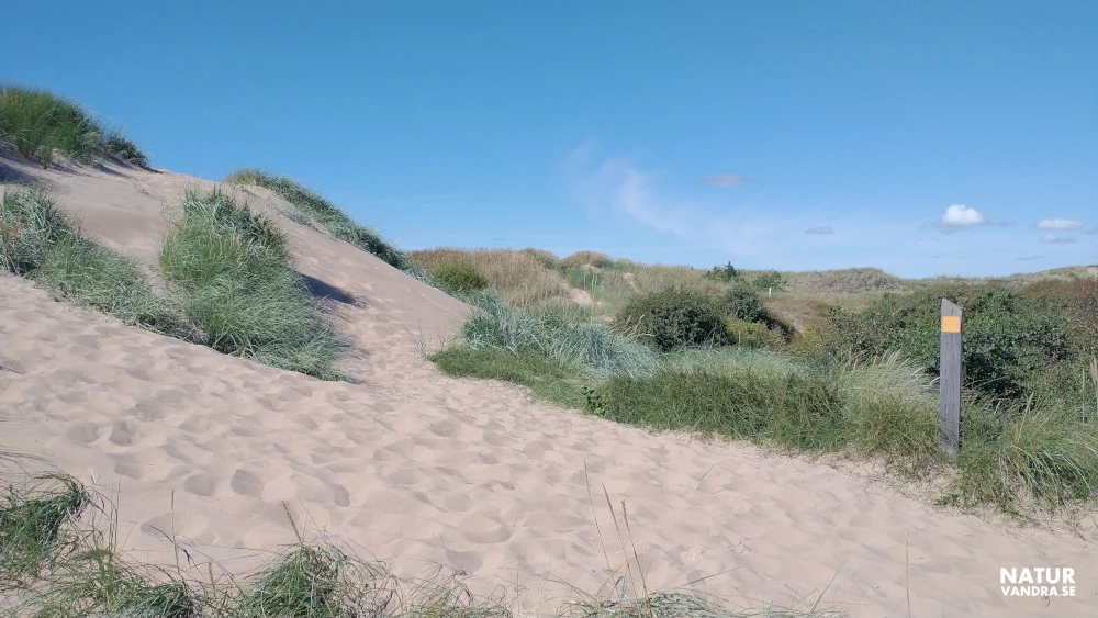 Sanddyner och vandringsled längs Laholmsbukten