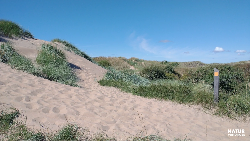 Sanddyner Tönnersa naturreservat i Halland