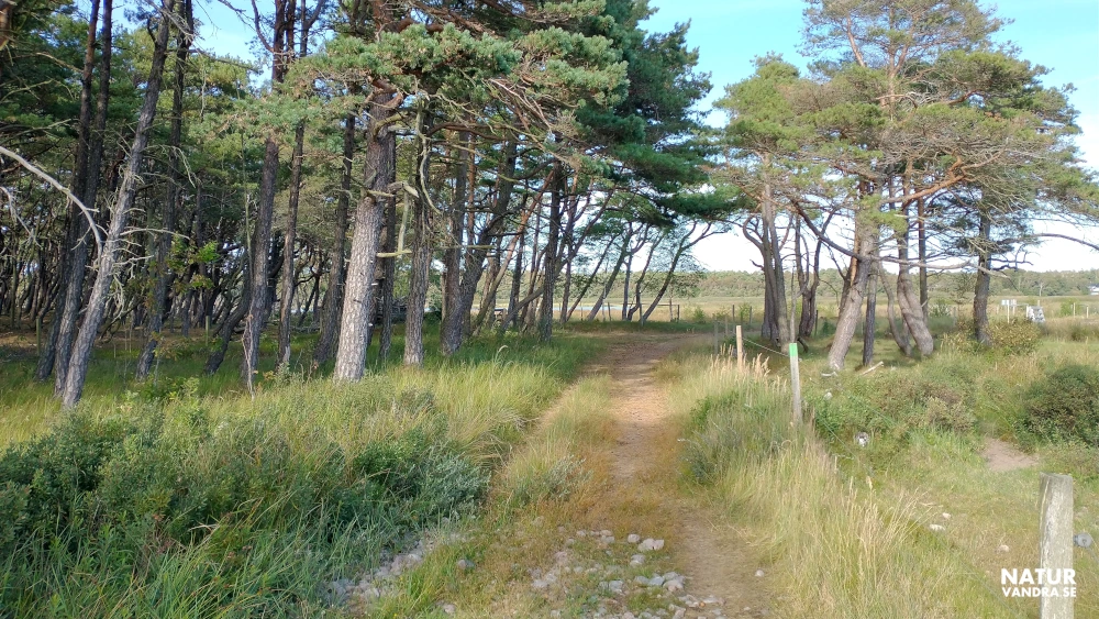 Vindpinad skog Hökafältet