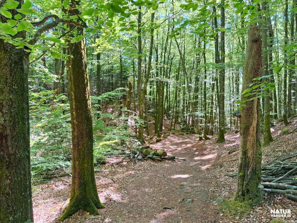 Dalgång längs Skogsbostigen Åkulla bokskogar