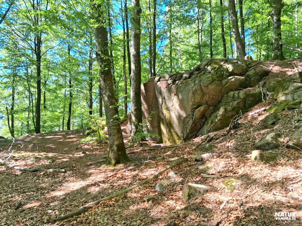 Stor klippa längs Skogsbostigen Åkulla bokskogar