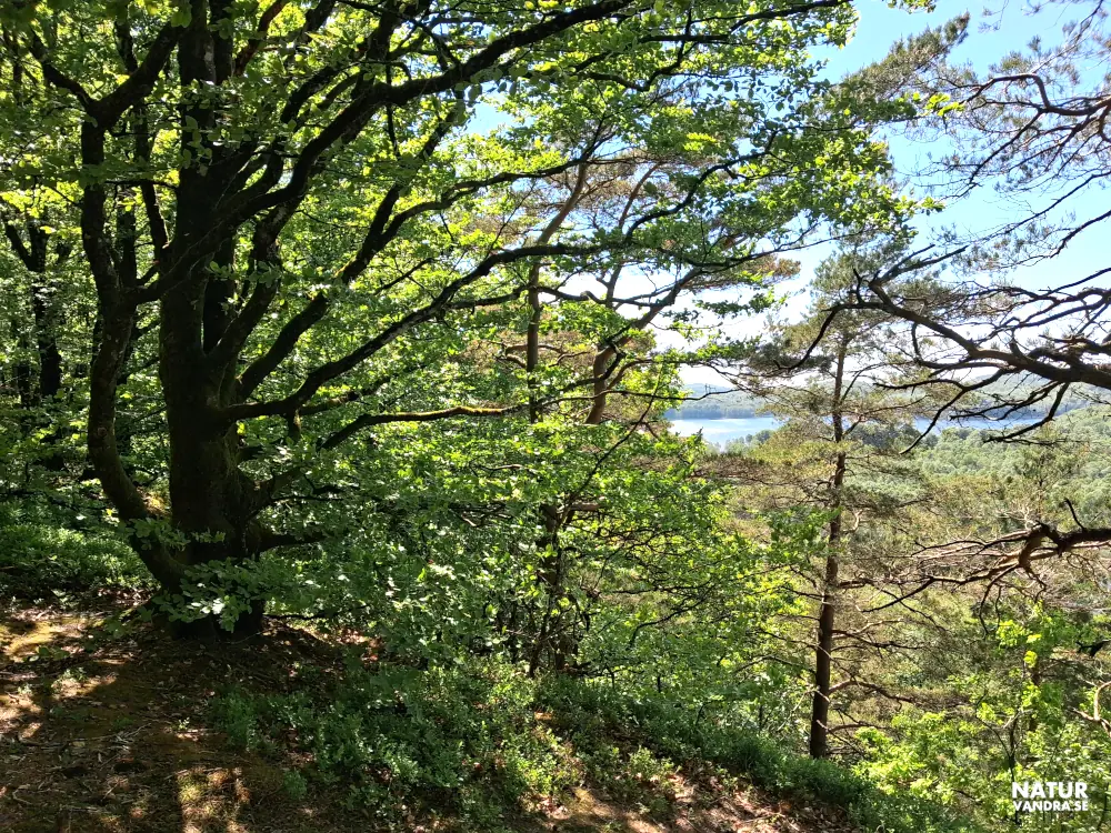 Utsikt mot Byasjön från Skogsbostigen Åkulla bokskogar