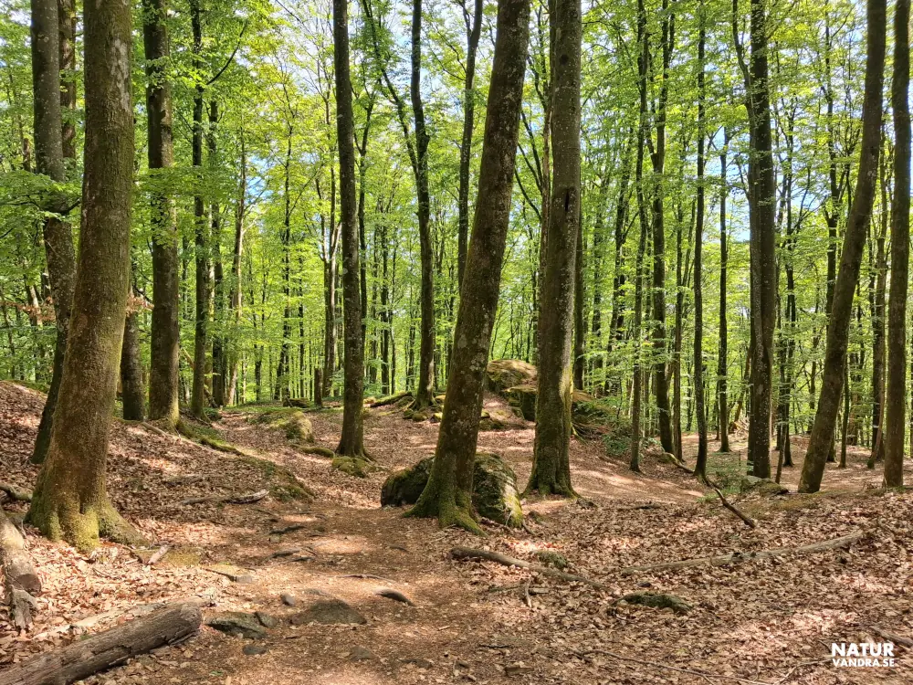 Vandring genom bokskog i Skogsbo naturreservat