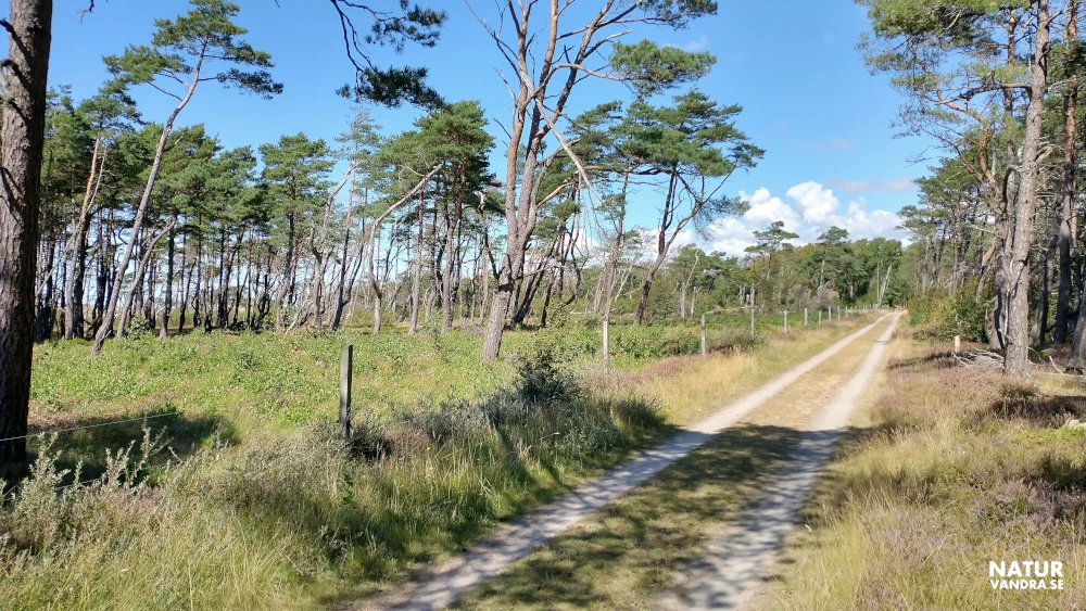 Vandring längs skogsväg Tönnersa naturreservat i Halland