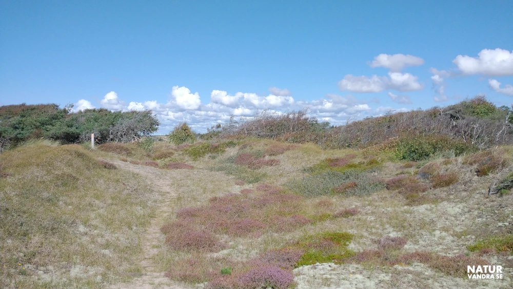 Stig längs hed Tönnersa naturreservat i Halland