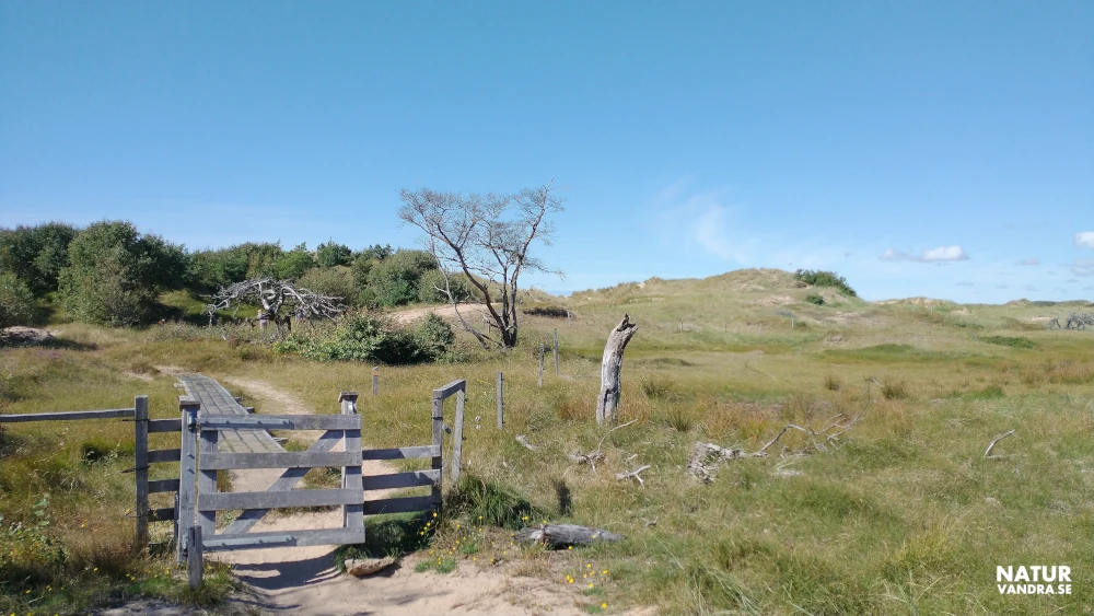Stig mot sanddyner Tönnersa naturreservat i Halland