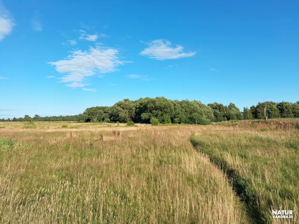 Stig och skogsdunge naturreservatet Jonstorp Vegeåns mynning vid Skälderviken