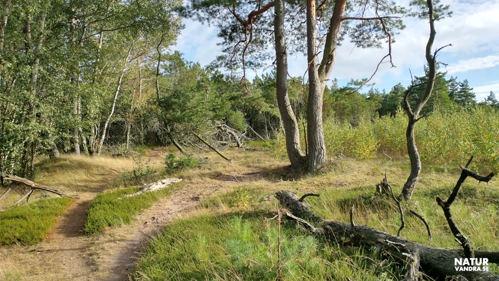 Stigar genom skogen i Hökafältet