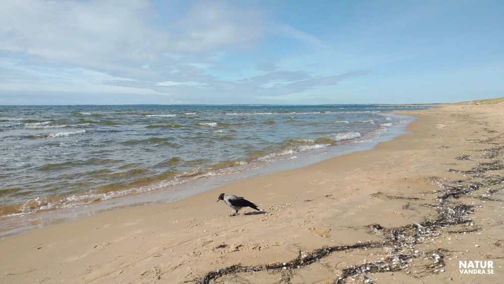 Vandring längs stranden vid Mellbystrand