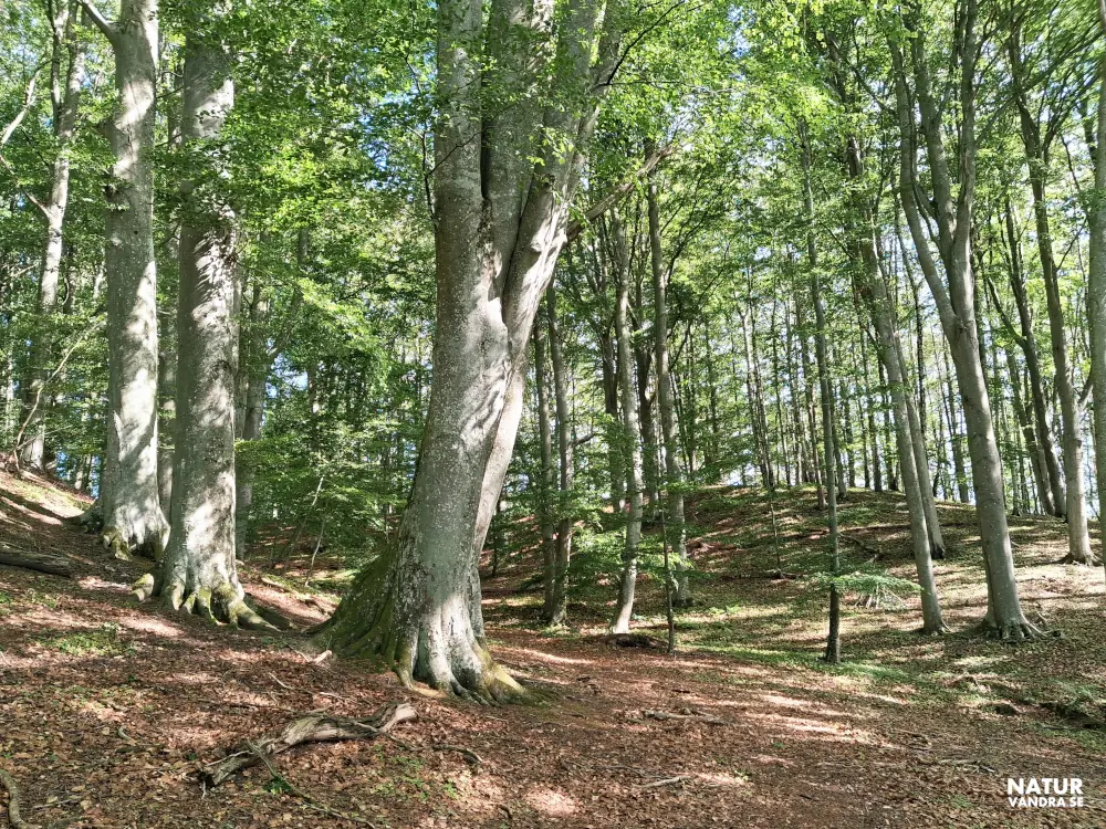 Bokskogen Strömsbergs naturreservat Jönköping