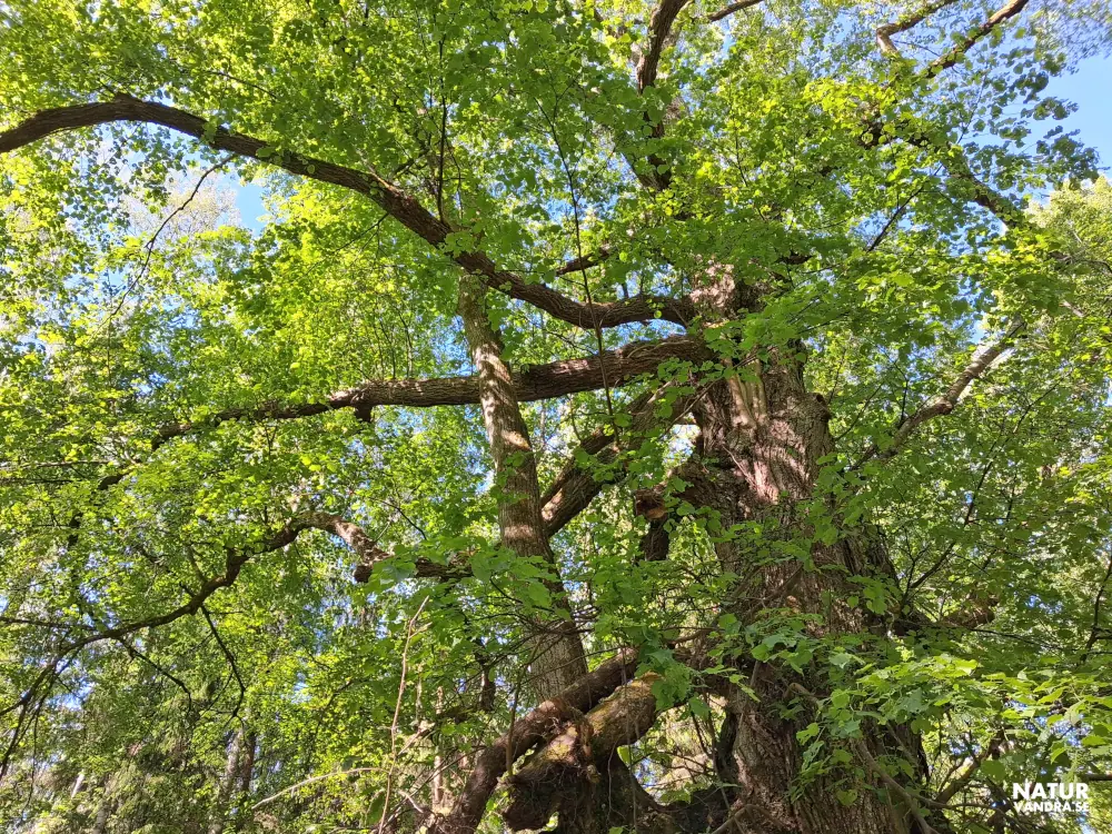 Över 500 år gammal lind Strömsbergs naturreservat Jönköping