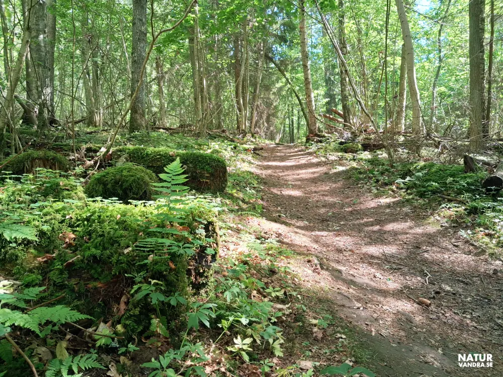 Skogsstig med död ved Strömsbergs naturreservat Jönköping