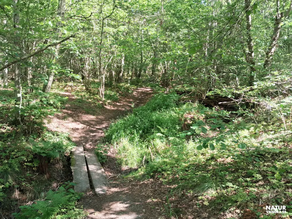 Skogsstig Strömsbergs naturreservat Jönköping