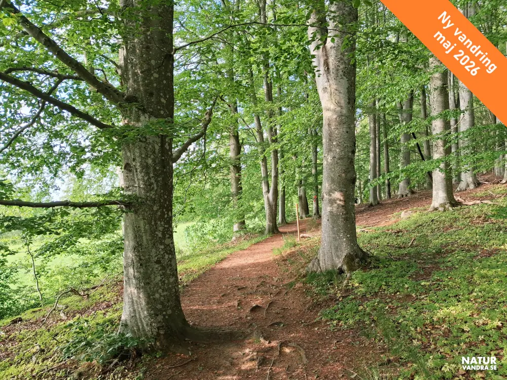 Utsikt från Kopparhatten på Söderåsens nationalpark