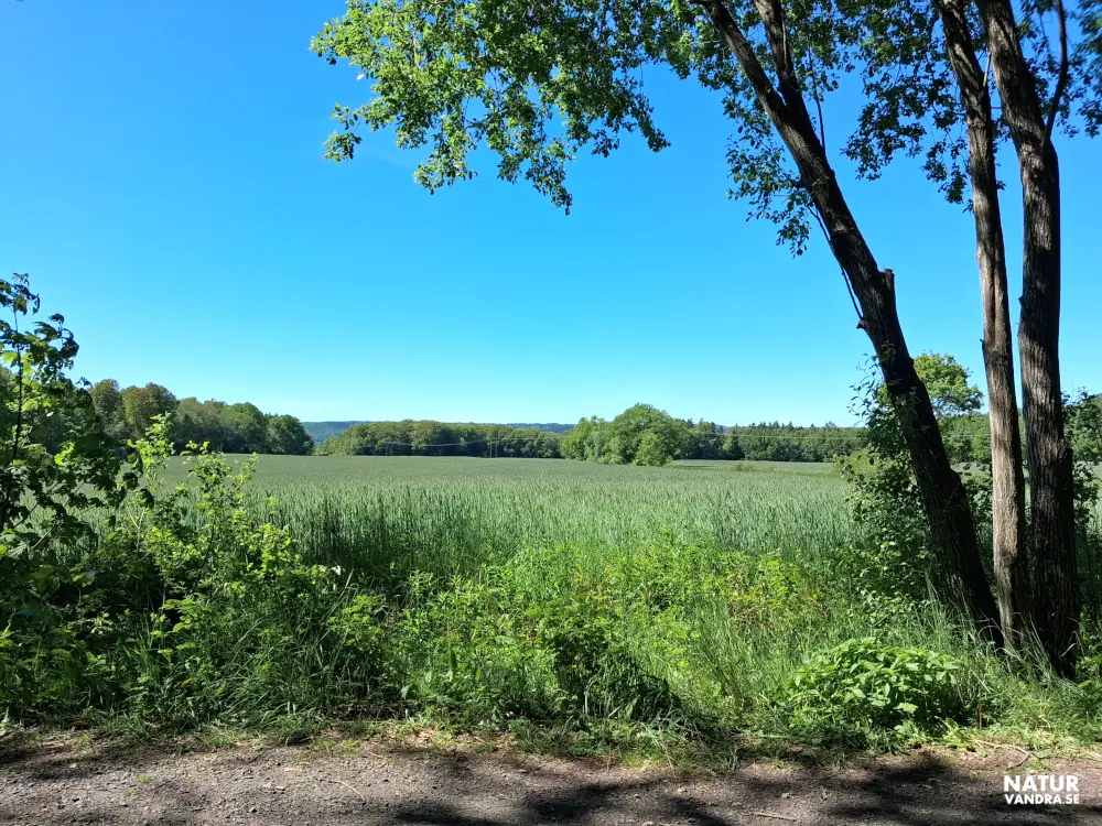 Vacker vy Strömsbergs naturreservat Jönköping