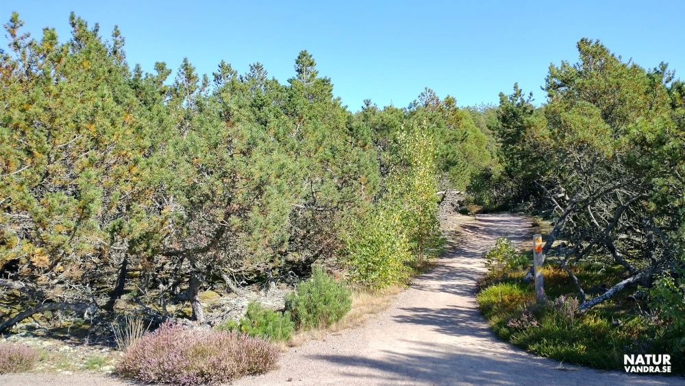 Tallskog Hökafältet