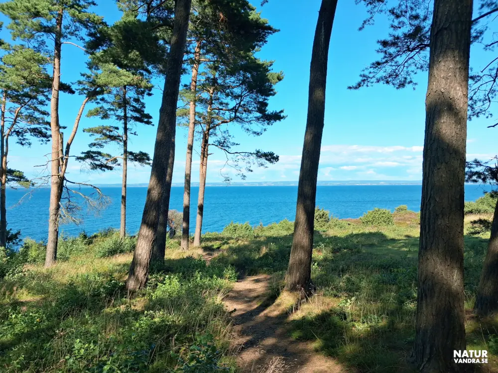 Tallskog i närheten av Skärets fiskehamn Skälderviken