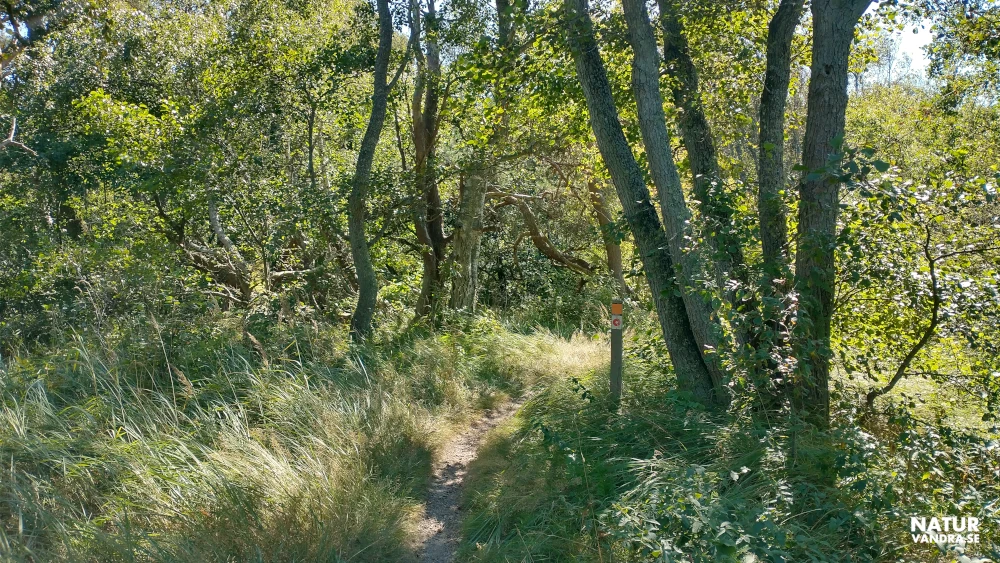 Trollskog Gullbranna naturreservat Hallandsleden