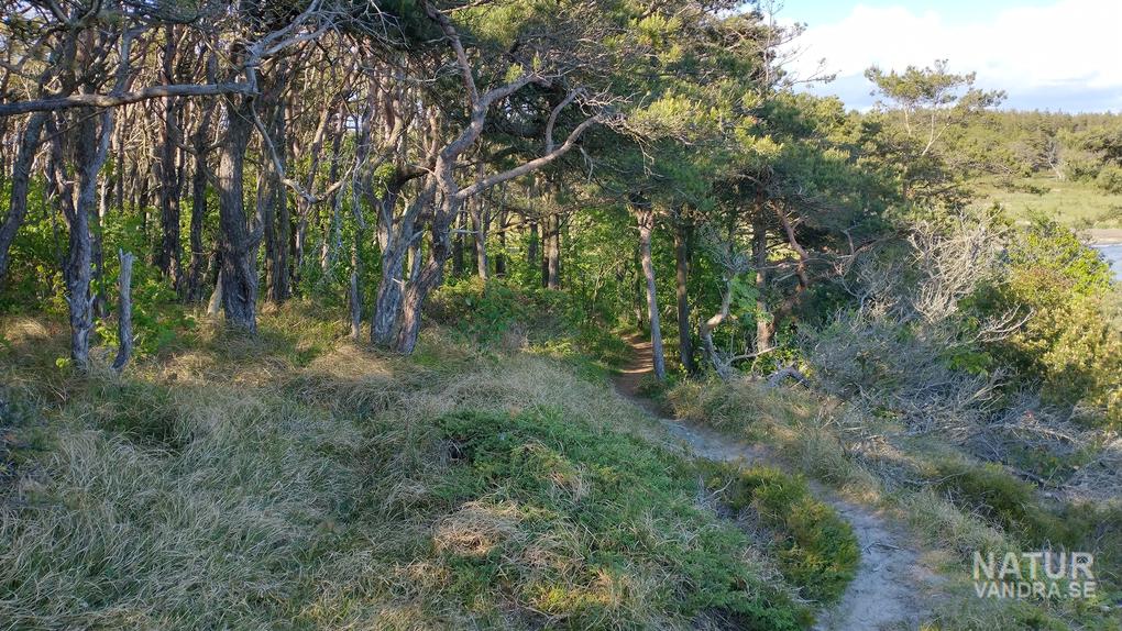 Vindpinad tallskog Boabjäret Vesslunda naturreservat Halland