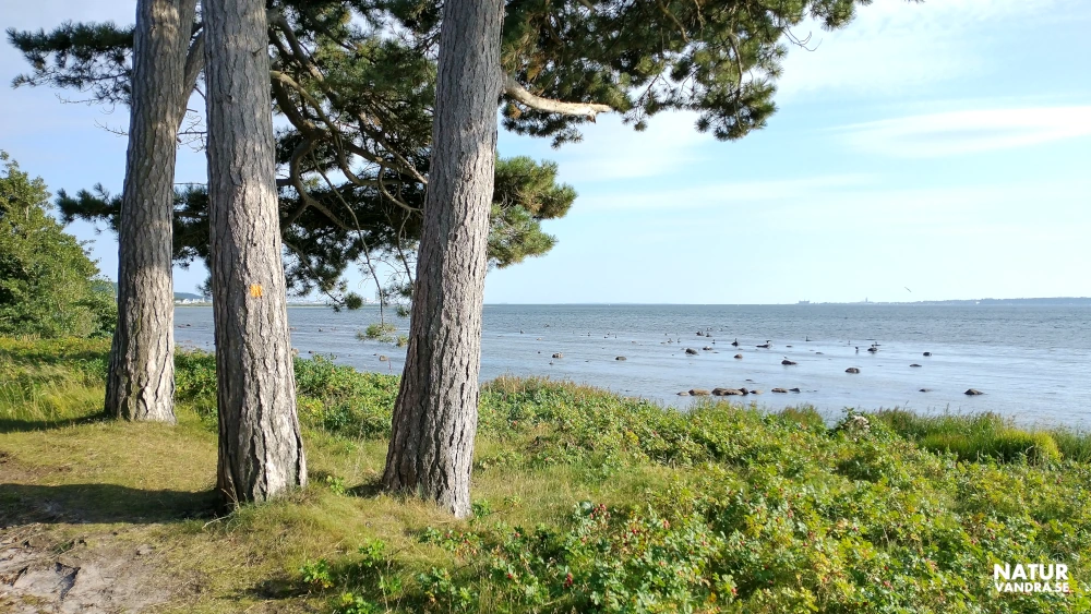 Vindpinade tallar söder om Domsten i Skåne