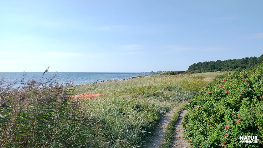 Vresrosor längs vandringsled mellan Grå läge och Domsten i Skåne